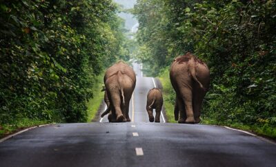 Khao Yai National Park