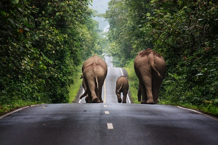 Khao Yai National Park